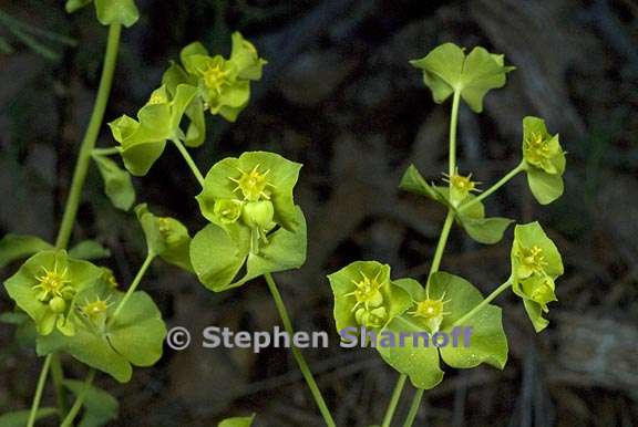 euphorbia crenulata 3 graphic